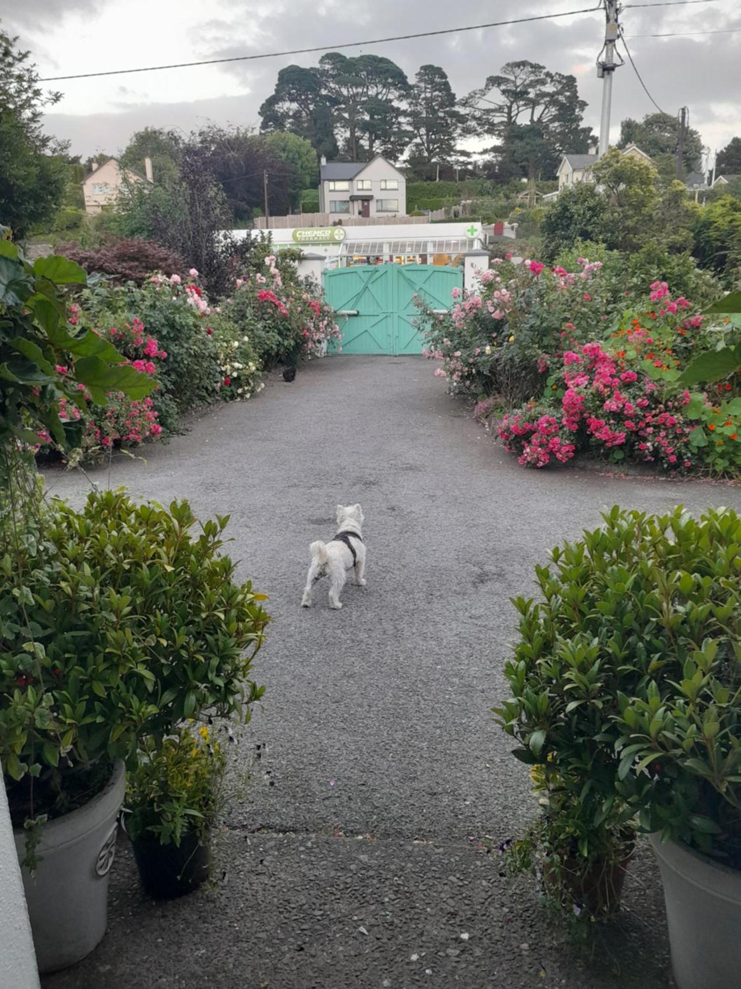 Saint Martin'S Bed And Breakfast Bandon Eksteriør bilde